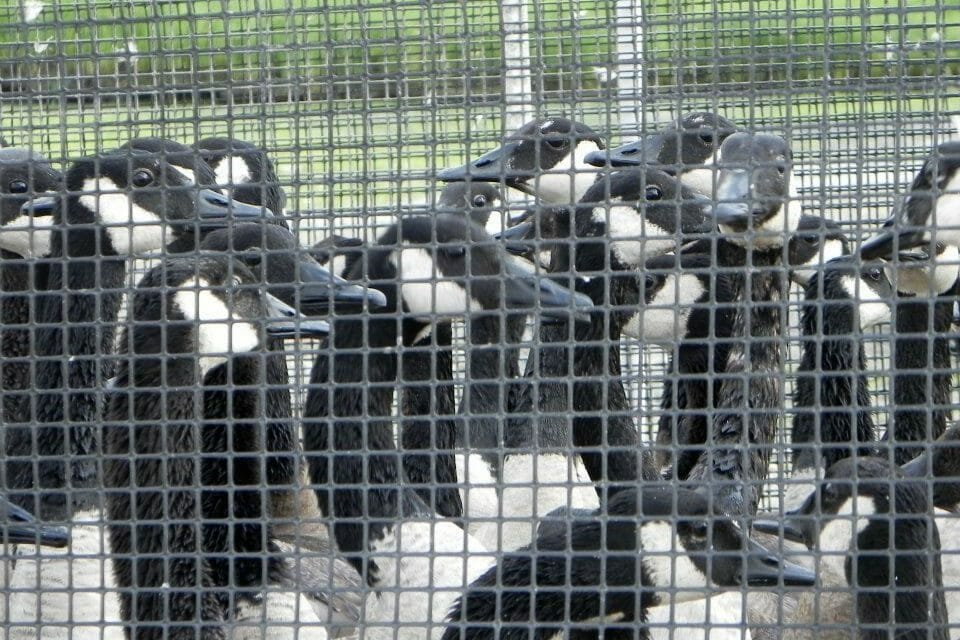 Canada geese in cage
