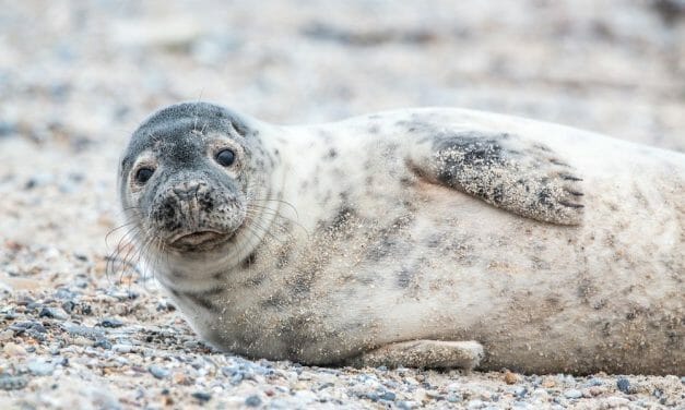 Scottish Salmon Farmers Are Now Banned from Shooting ‘Pesky’ Seals