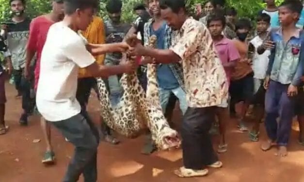 SIGN: Justice for Leopard Beaten to Death and Paraded Around Village