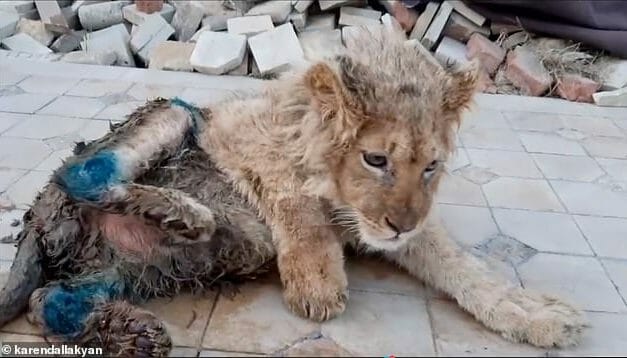 SIGN: Justice for Lion Cub With Legs Broken for Tourist Selfies