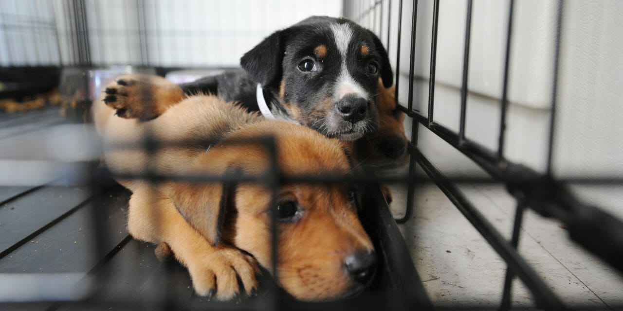 sad puppies in cage