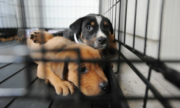 SIGN: Stop Scammers Passing Off Puppy Mill Dogs As Rescues