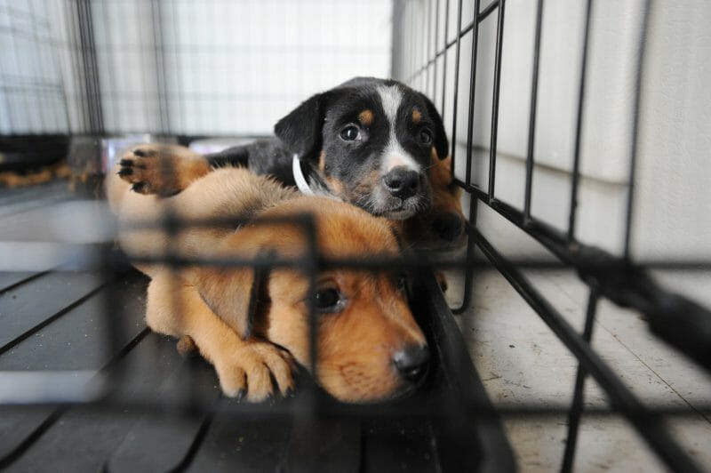 sad puppies in cage