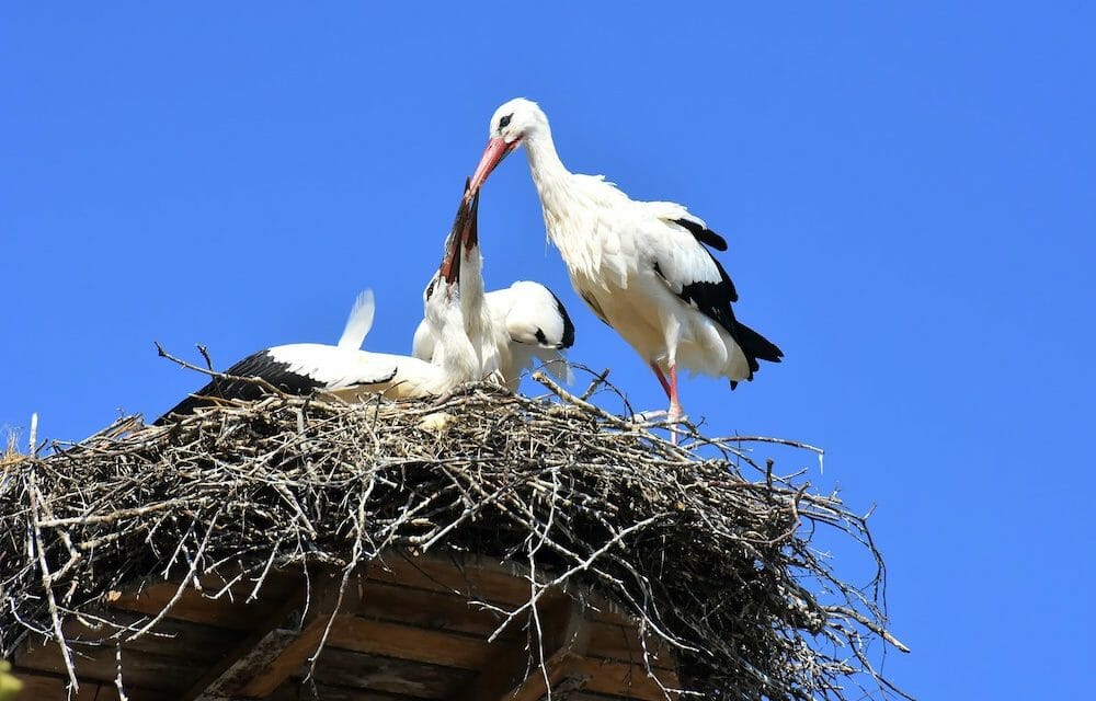 stork and chicks