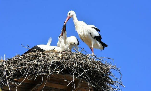 Wild White Stork Chicks Hatch in UK for the First Time in Over 600 Years