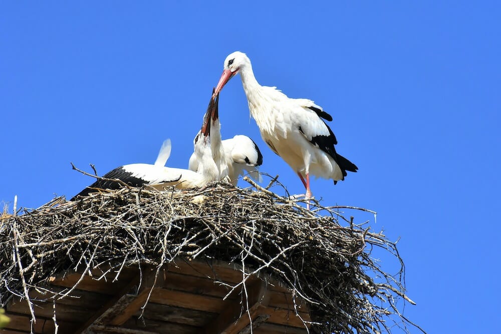 stork and chicks