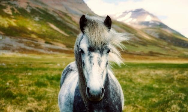 The Right Kind of Roundup: 4 Hopeful Horse Developments You Won’t Want To Miss