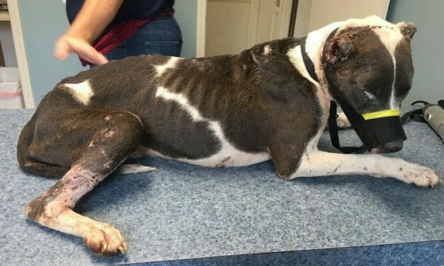 SIGN: Justice for Dog Covered in Puncture Wounds and Dumped in Bushes