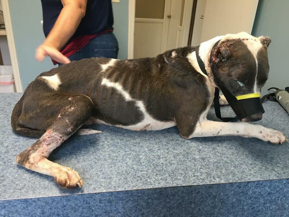 SIGN Justice for Dog Covered in Puncture Wounds and