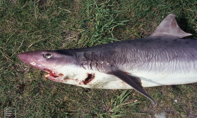 SIGN: Stop Selling Endangered Sharks as ‘Fish and Chips’