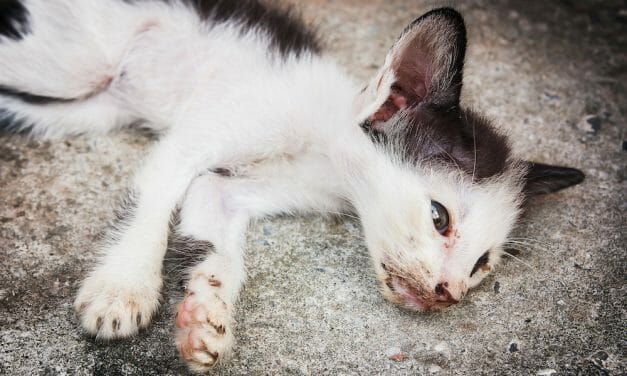 SIGN: Justice for Cat Tied Up and Set on Fire