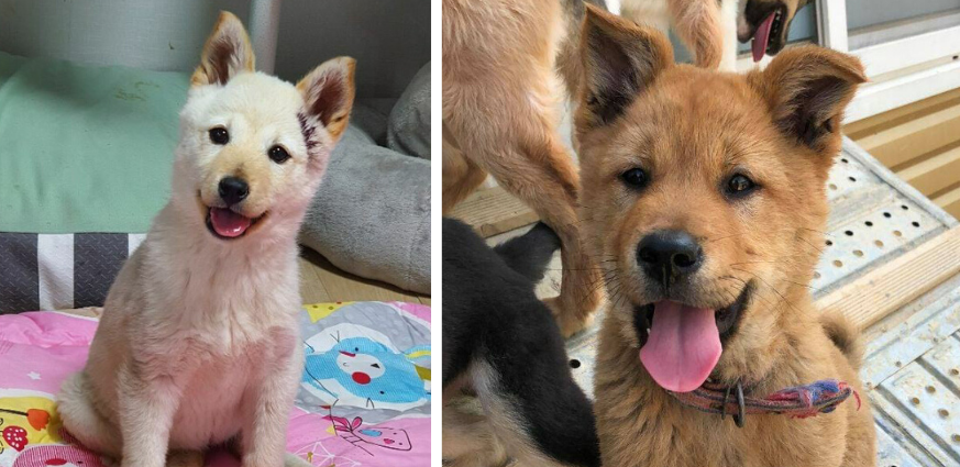 Two Dogs Saved from Korea’s Meat Trade Meet Their New Forever Families in LA