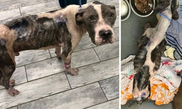 SIGN: Justice for Pit Bull Starved Within Hours of His Life
