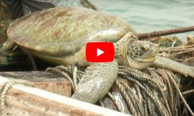 VIDEO: Ex-Poachers Are Now Protecting Endangered Sea Turtles