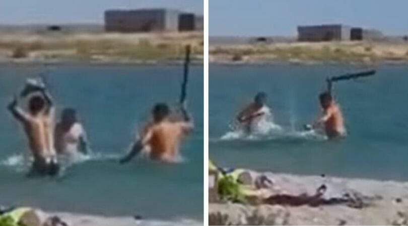 tourists beating seal