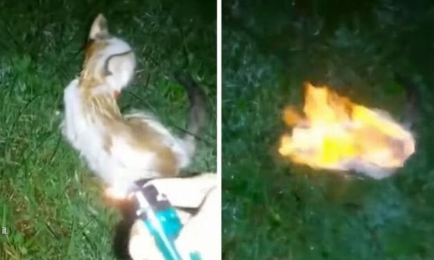 SIGN: Justice for Kitten Burned as ‘Living Torch’ in Viral Video