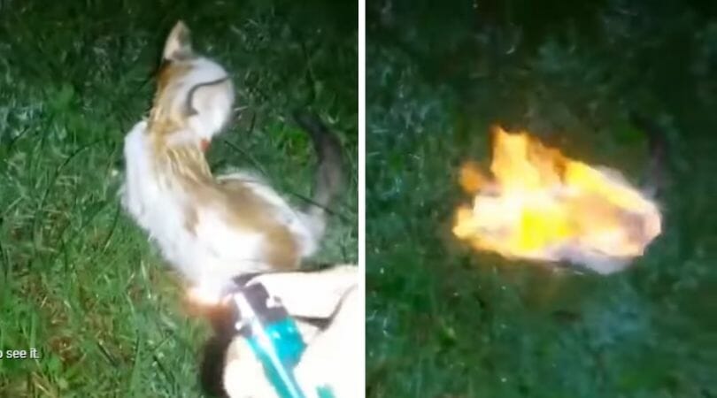 kitten lit on fire