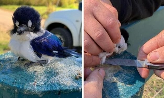 SIGN: Justice for Birds with Legs Cruelly Glued to Signpost