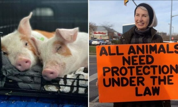 Two Adorable Piglets Saved from Factory Farm in Honor of Killed Activist Regan Russell