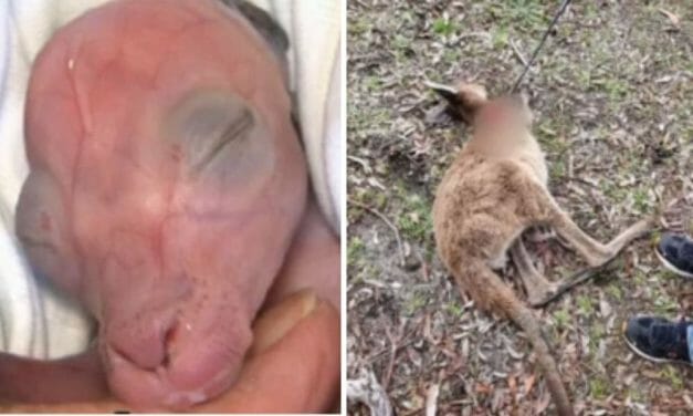 SIGN: Stop Kangaroo Killer Before More Babies Are Orphaned