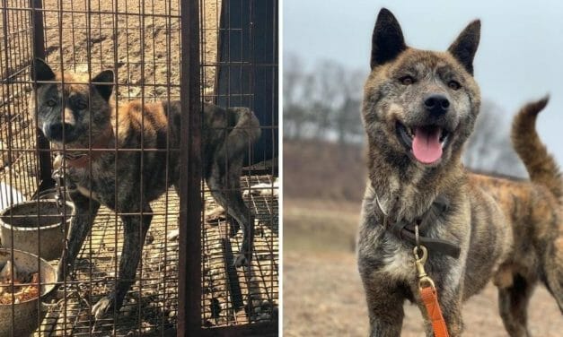 Marble the Dog Meat Trade Survivor Is Training to Become A Hero