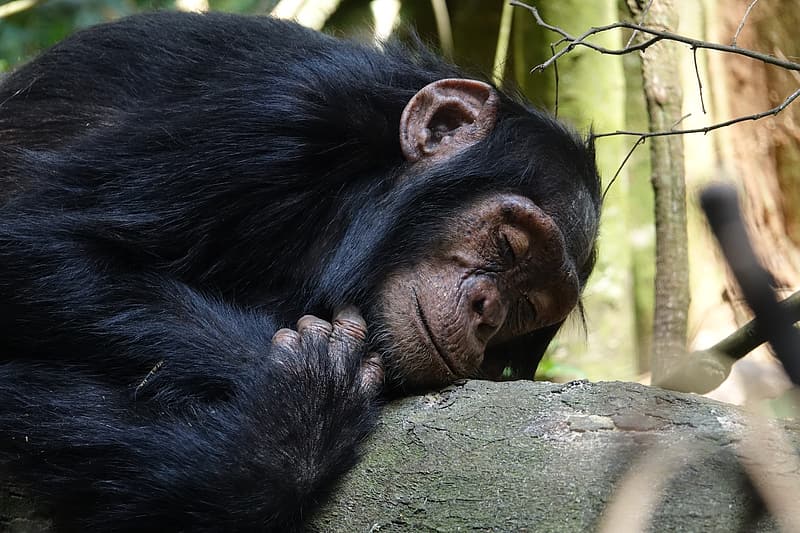 SIGN: Stop Disastrous Plan to Chainsaw Chimps’ Homes