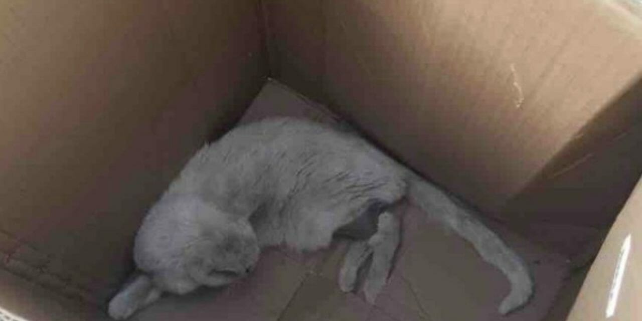 SIGN: Justice for Cat Taped Up in Box and Thrown from Moving Car