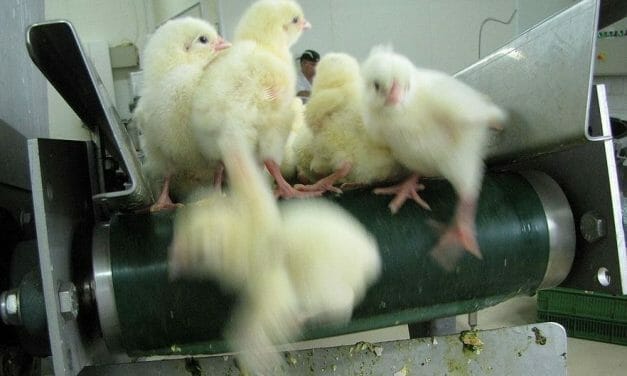 SIGN: End Brutal Chick ‘Shredding’ in the US
