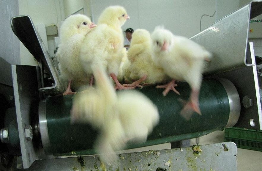 SIGN: End Brutal Chick ‘Shredding’ in the US