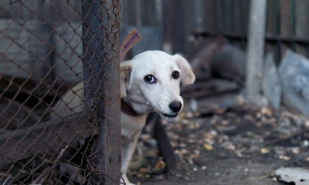 UPDATE: Chicago Anti-Puppy Mill Amendment Approved by Committee, Final Vote Coming Soon