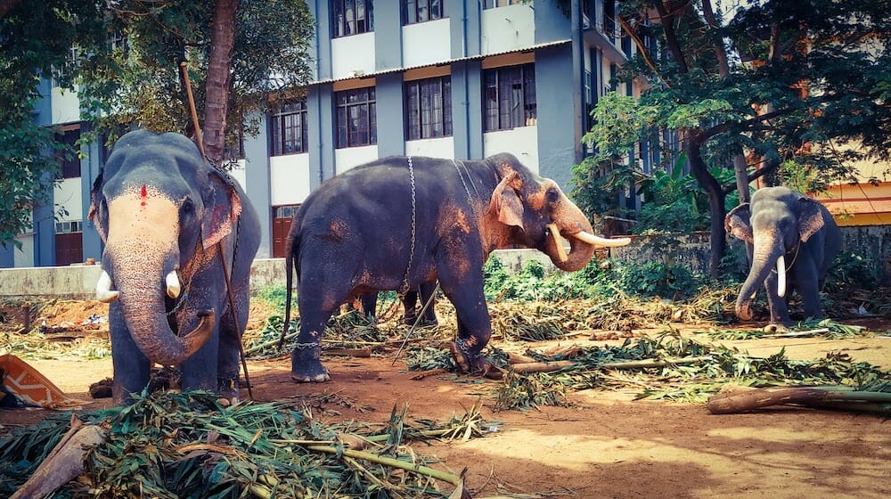 elephant abuse