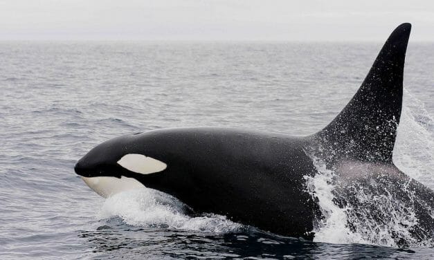 Grieving Orca Who Carried Her Dead Baby for 17 Days Is Now Pregnant Again