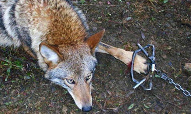 SIGN: End Barbaric Fur Trapping In The US