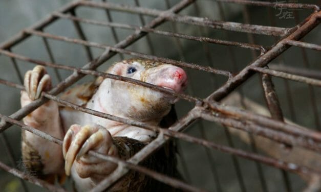 UPDATE: Vietnam Bans Wild Animal Imports, Cracks Down on Wildlife Markets