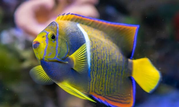 First Ever ‘Respect for Fish Day’ Wants to Change How the World Sees Fish