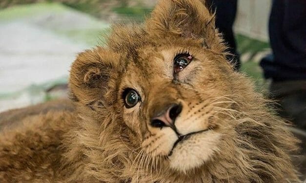 UPDATE: Lion Cub With Legs Broken for Tourist Selfies Is Going to a Sanctuary