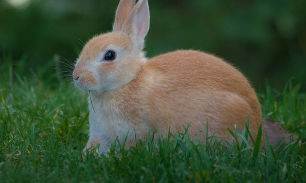 Colombia to Become the First South American Country to Ban Animal Cosmetics Testing