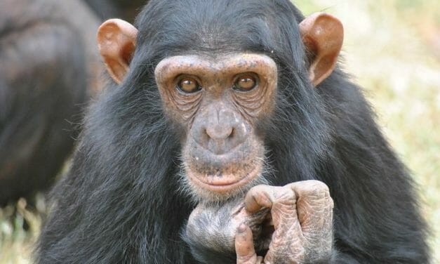 UPDATE: Cameroon Halts Plan to Chainsaw Chimps’ Homes