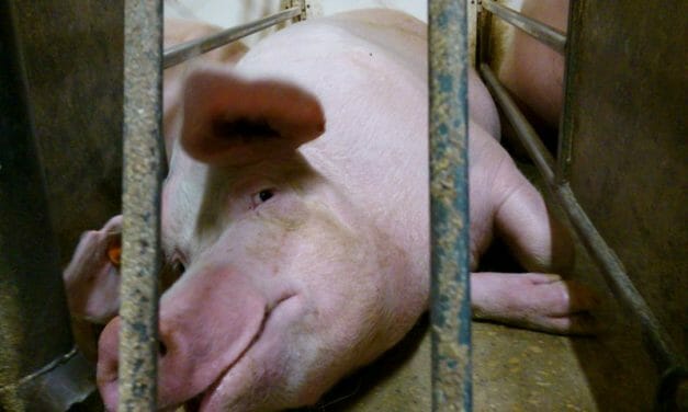 Rotting Corpses at Factory Pig Farms Are Putting Communities at Risk, New Drone Investigation Reveals
