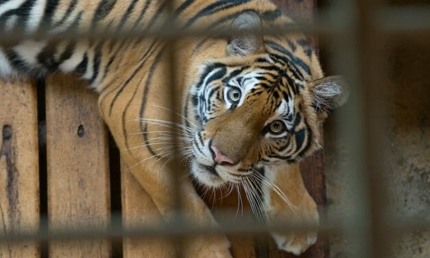PETITION UPDATE: Big Cat Public Safety Act Passes House, Has Biden’s Backing