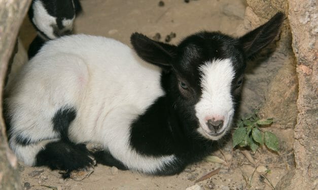 SIGN: Justice for Goats Tortured to Death with Machete and Spiked Bats