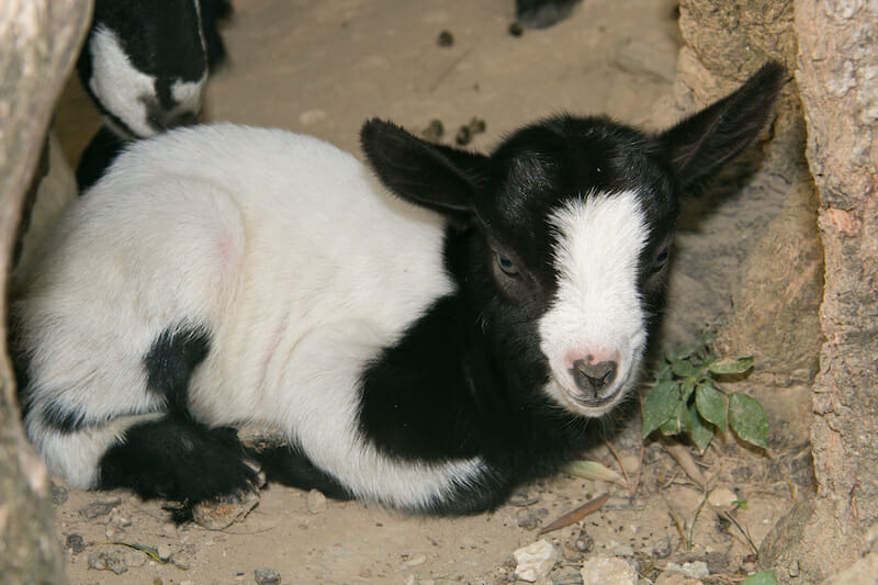 goat lying down