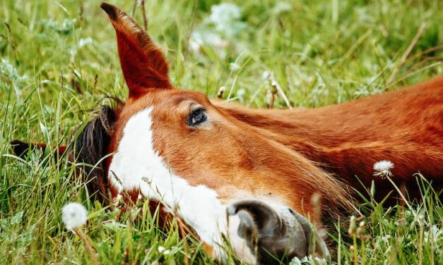 SIGN: Justice for Horses Slaughtered and Dismembered for Meat