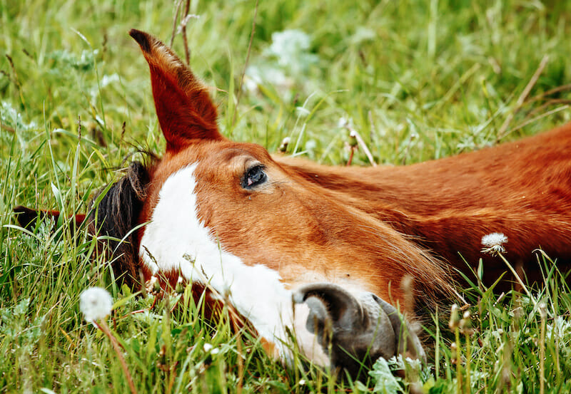 horse lying down