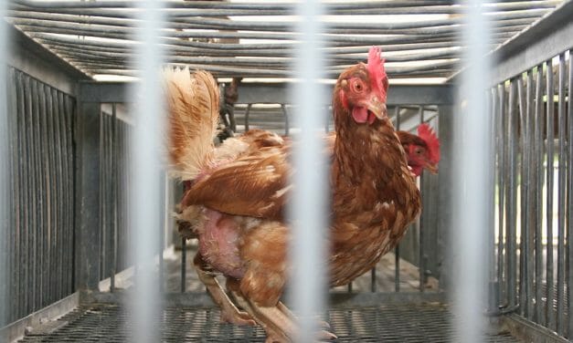 USDA Sued Over Cruel Treatment of Birds at Slaughter Plants