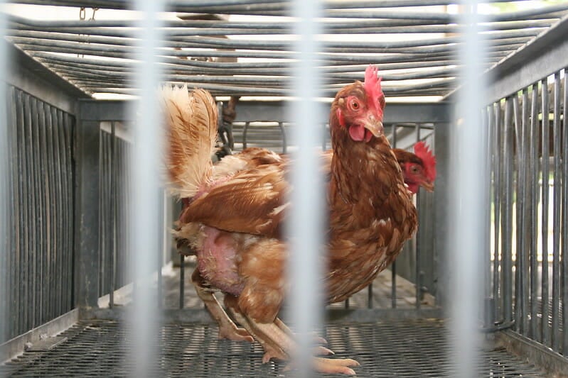 USDA Sued Over Cruel Treatment of Birds at Slaughter Plants