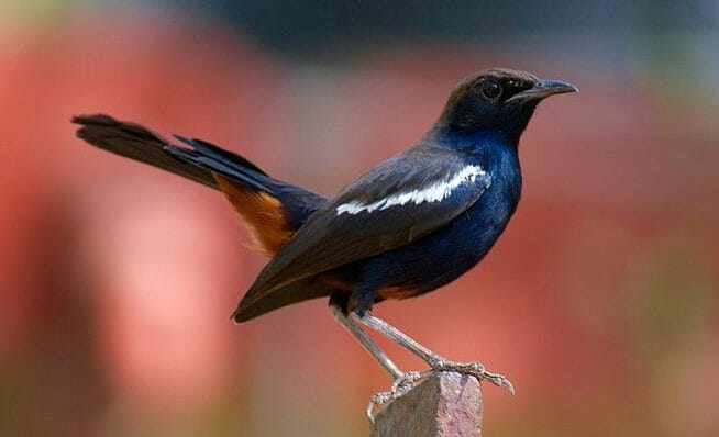 common Indian robin