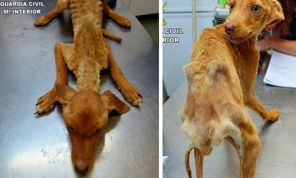 SIGN: Justice for 41 Dogs Starved to Skin and Bone at Suspected Breeding Farm