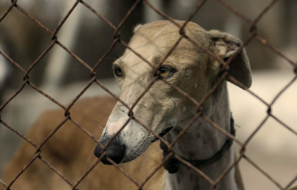 greyhound in cage