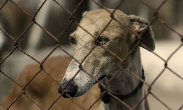 SIGN: End the Cruel Greyhound Racing Industry in the US